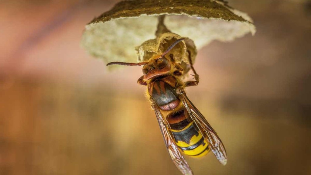 Asian Hornet Threat to UK Food Security: Overwintering Queens Raise Concerns Asian hornet threat to UK food security