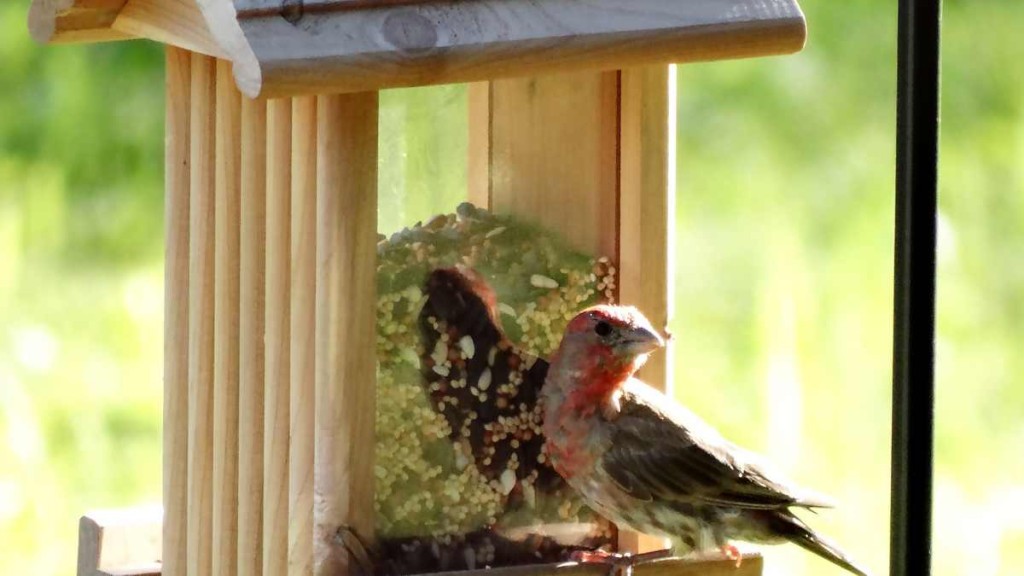 Protect Bird Food with Chilli Powder: A Gardener’s Secret for Autumn Protect Bird Food with Chilli Powder